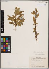 Foto von Salix excelsa S. G. Gmel.
